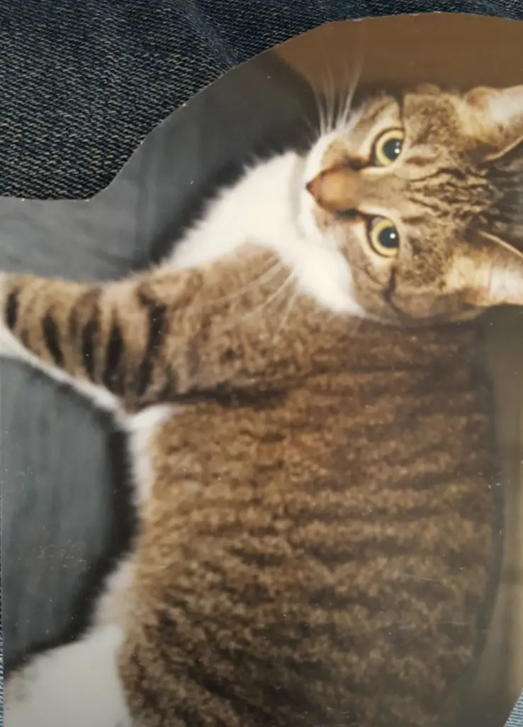 Condolence image of Birgitt mit allen Katzen