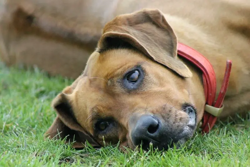 Image from Rahima *Meisje`von Assindia - Mama "vom Adlernest"