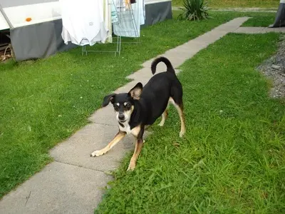 Image from Susi