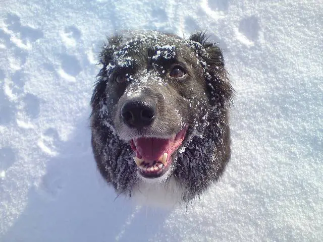 Image from Laika