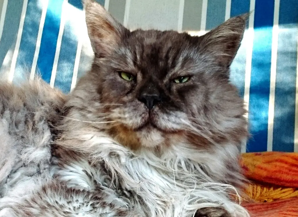 Image from Jabba + Balou + Betzy + Lakritz