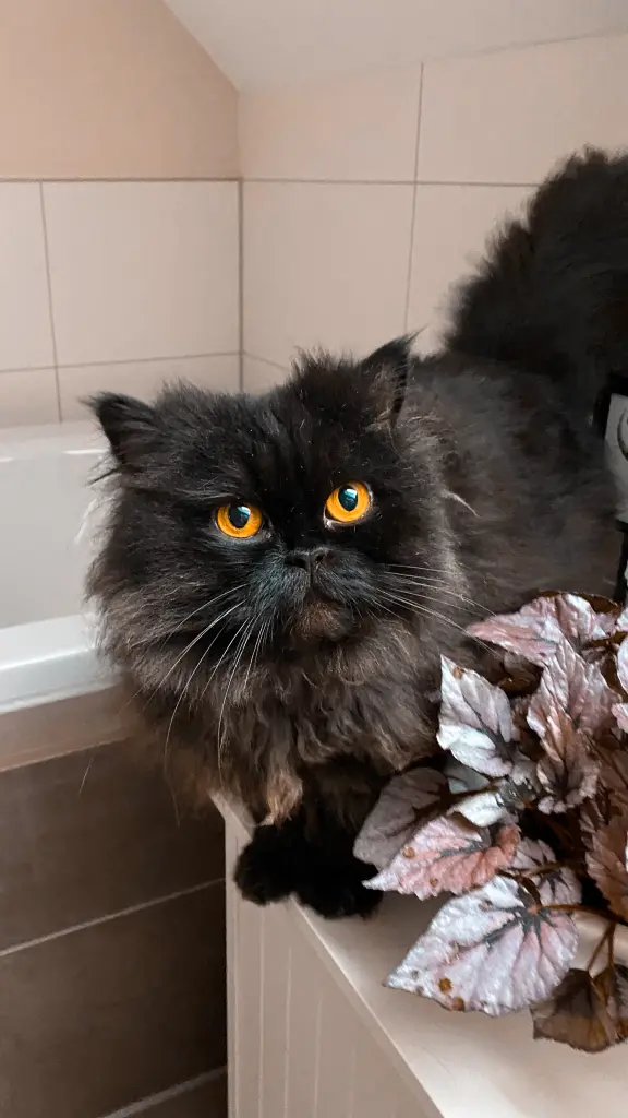 Andachtsbild von Marvin