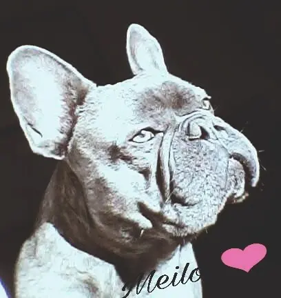 Image from Meilo