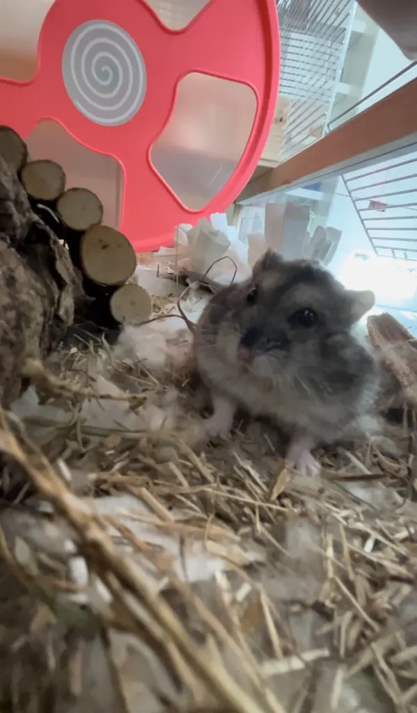 Andachtsbild von Milla mit Seelenhamster Murphy im Herzen!!!!