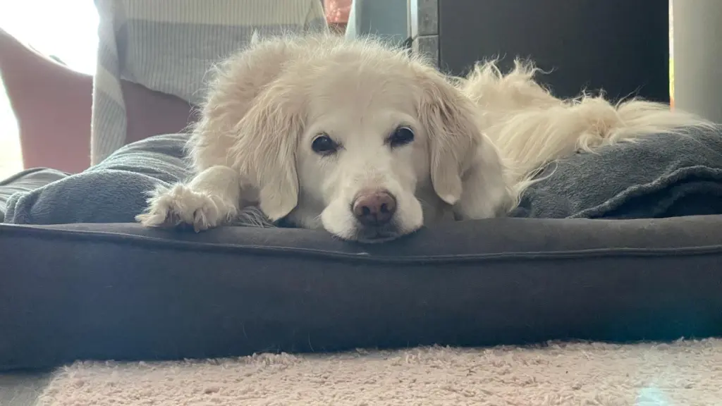 Andachtsbild von Regine mit Hexe im Herzen