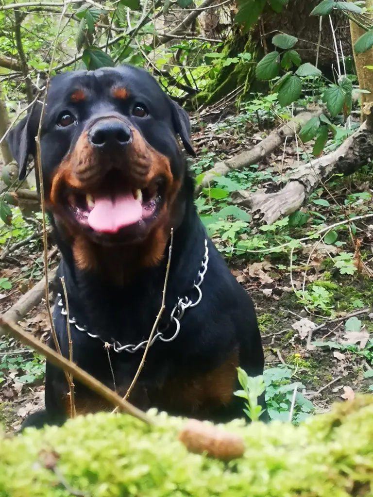 Andachtsbild von Freunde von Balüchen