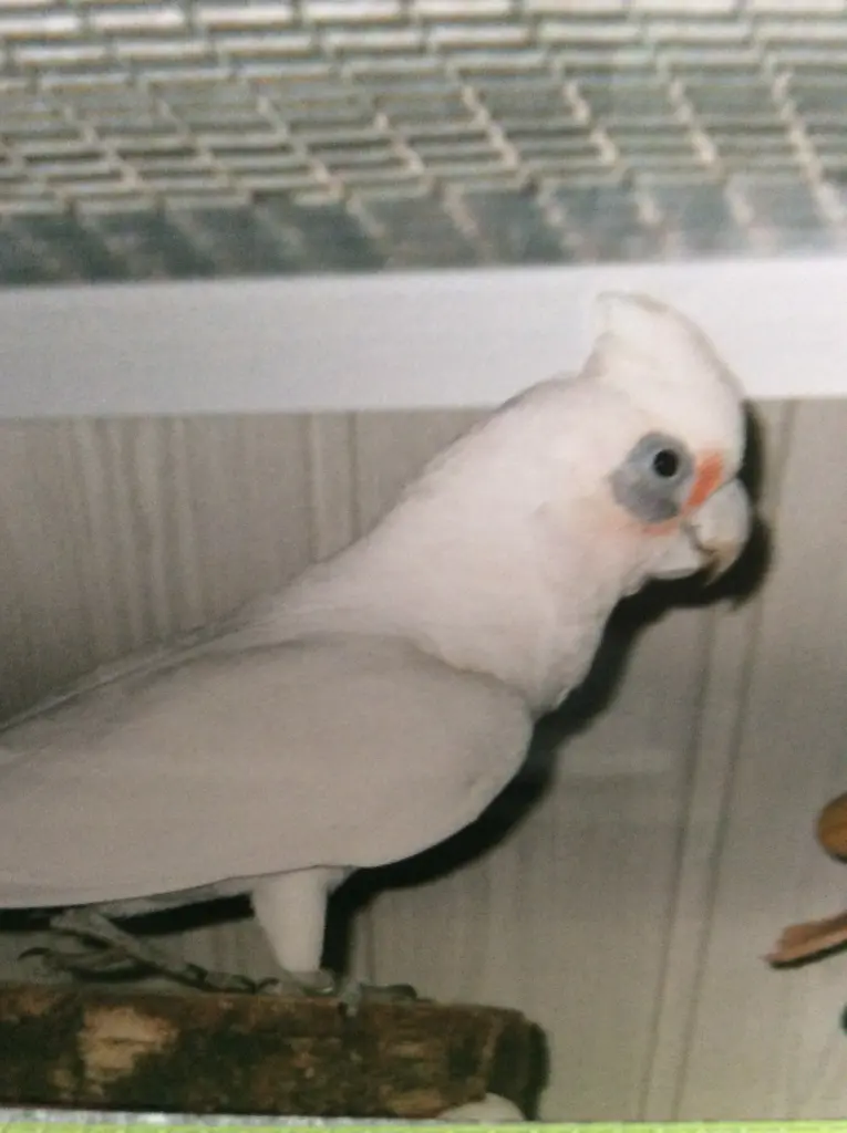 Condolence image of Andrea