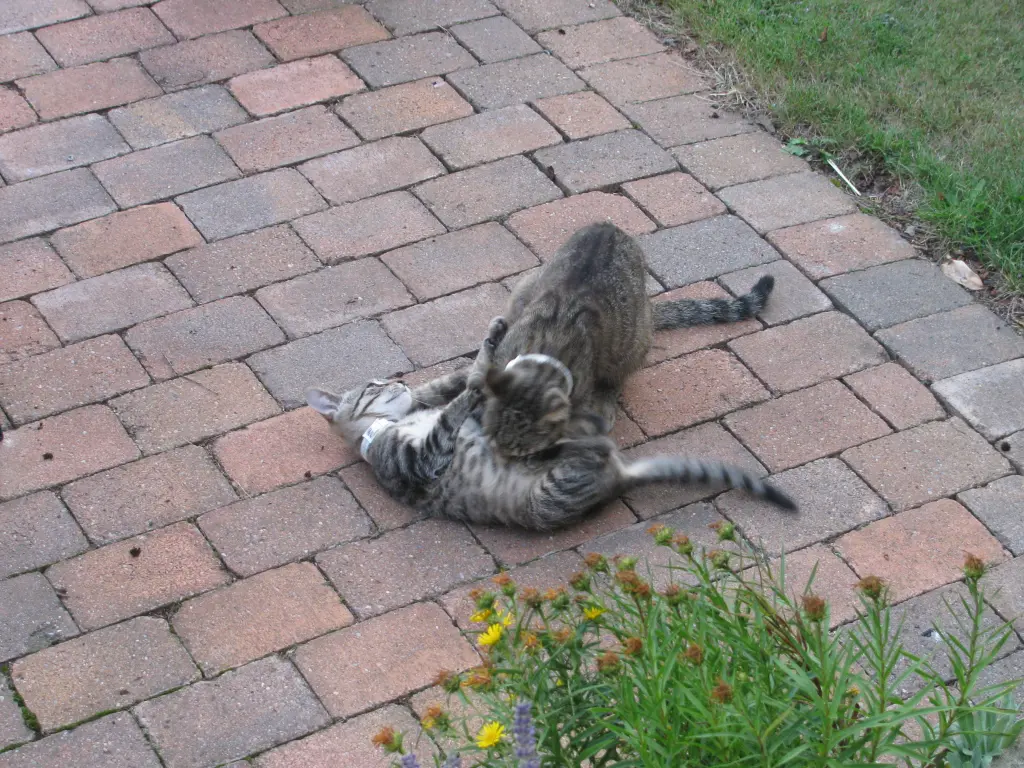 Condolence image of Gitta