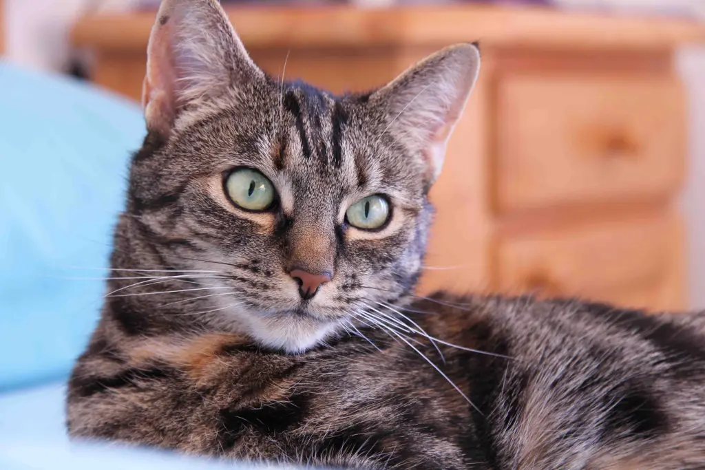 Condolence image of Cornelia Schönhardt