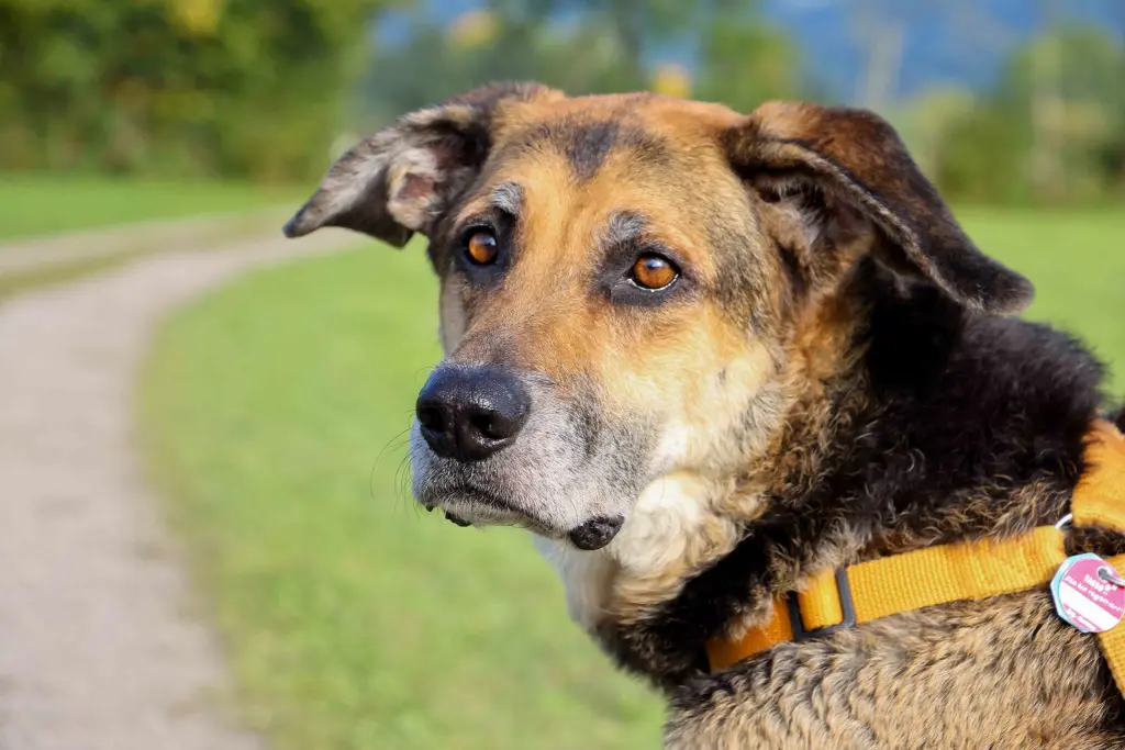 Condolence image of Cornelia Schönhardt