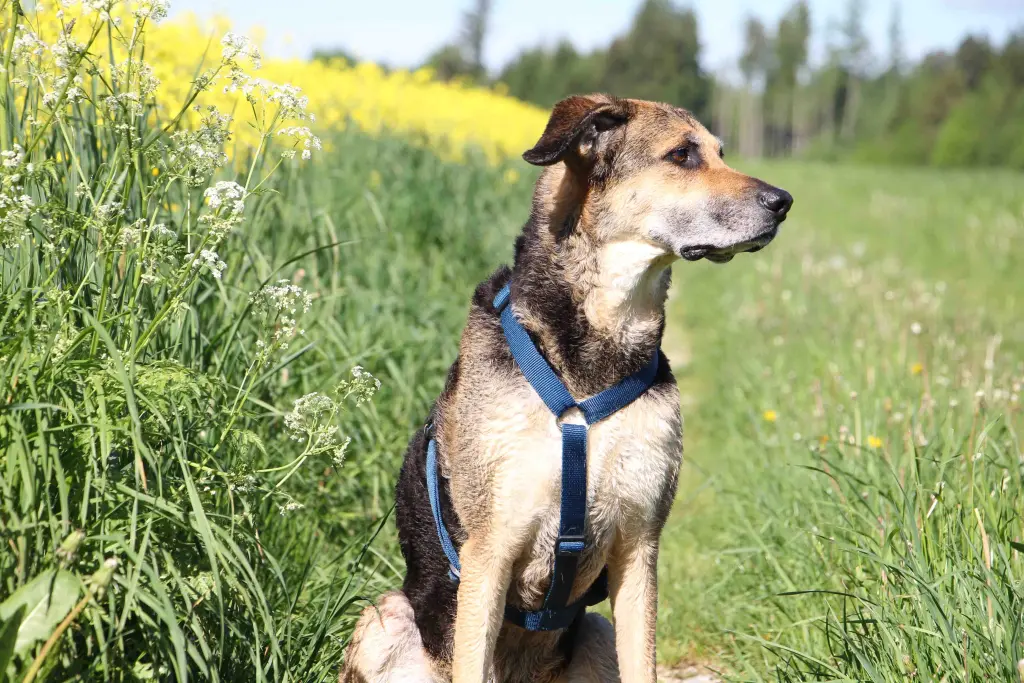 Condolence image of Cornelia Schönhardt