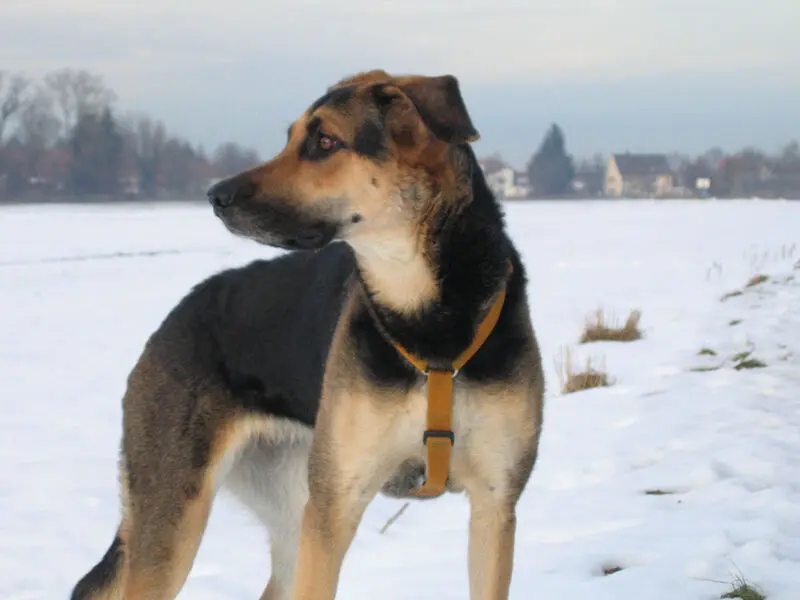 Condolence image of Cornelia Schönhardt