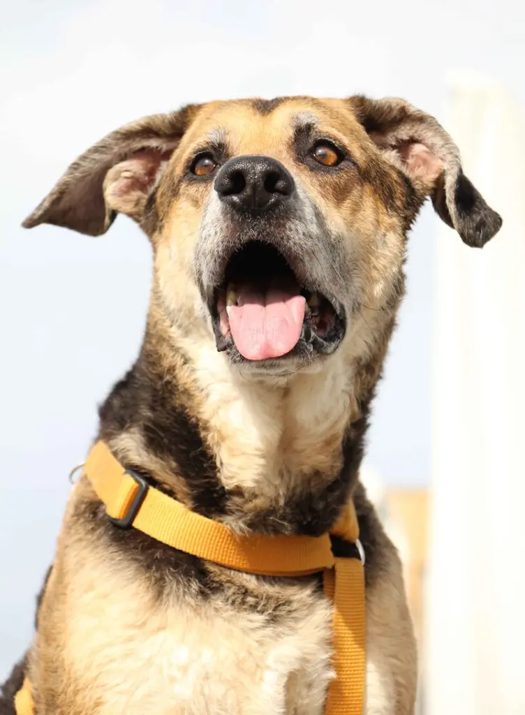 Condolence image of Cornelia Schönhardt