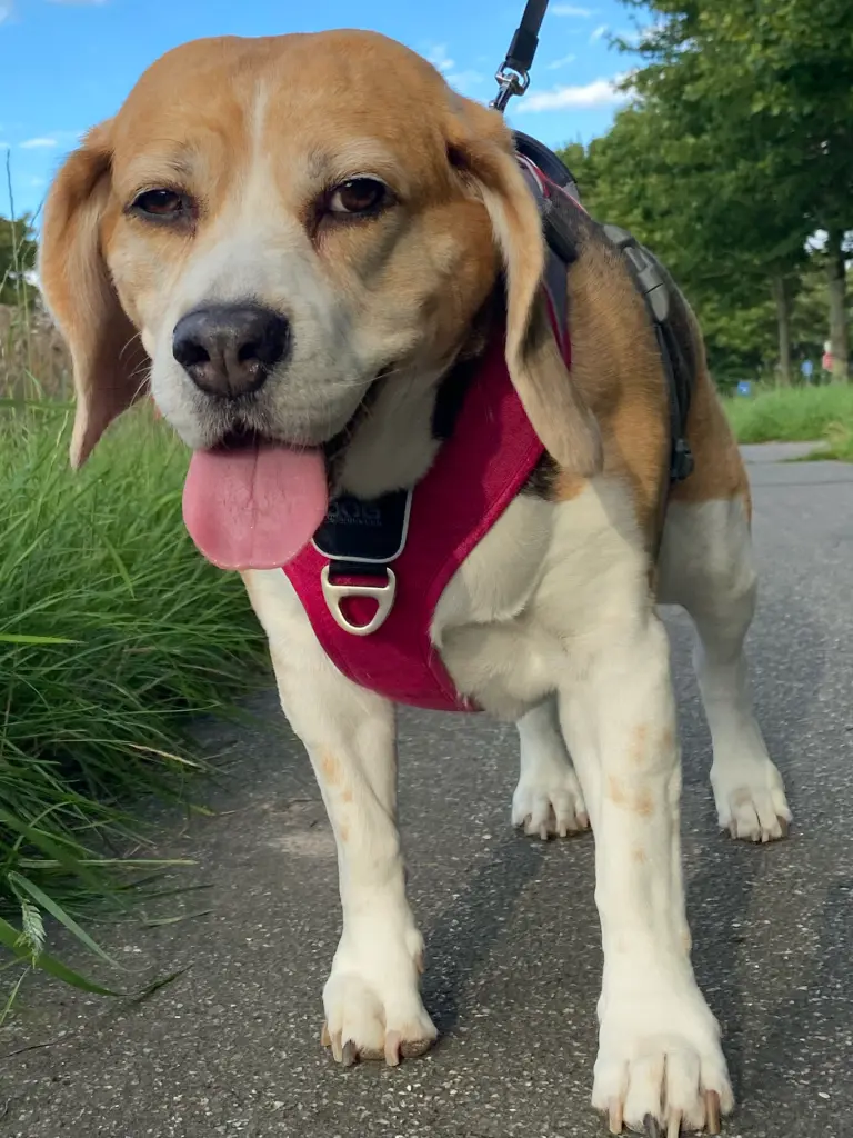 Condolence image of Wenke mit Lilli im❤️