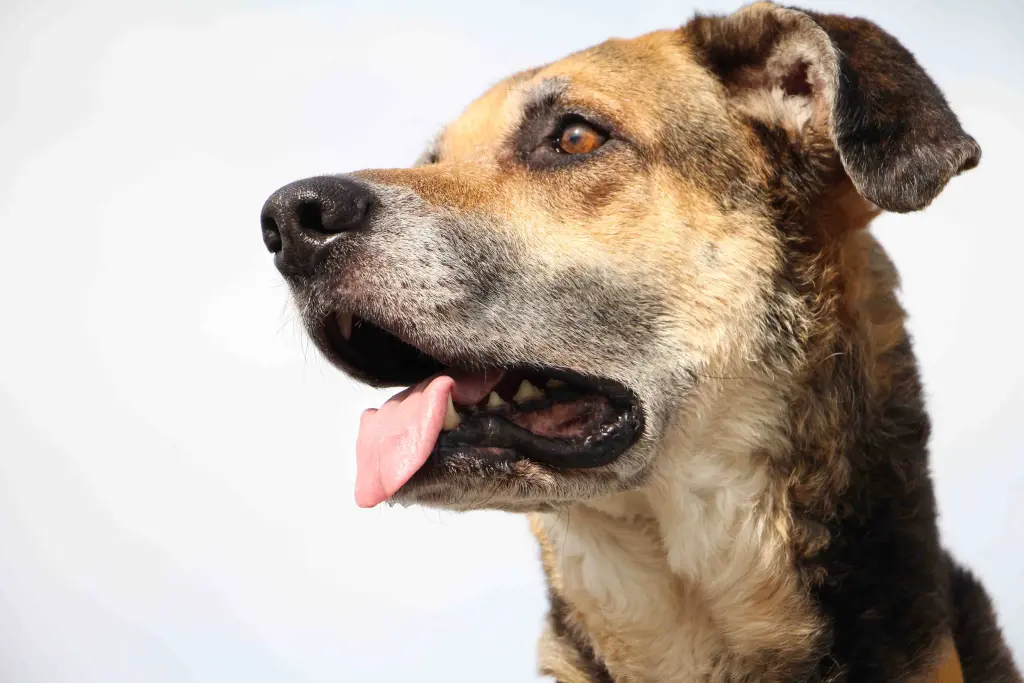 Condolence image of Cornelia  Schönhardt