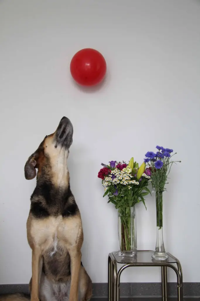 Condolence image of Cornelia Schönhardt