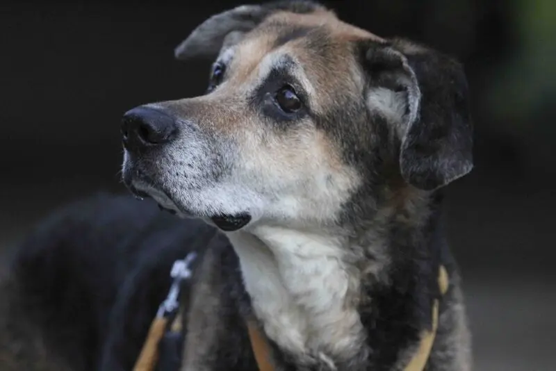 Condolence image of Cornelia Schönhardt