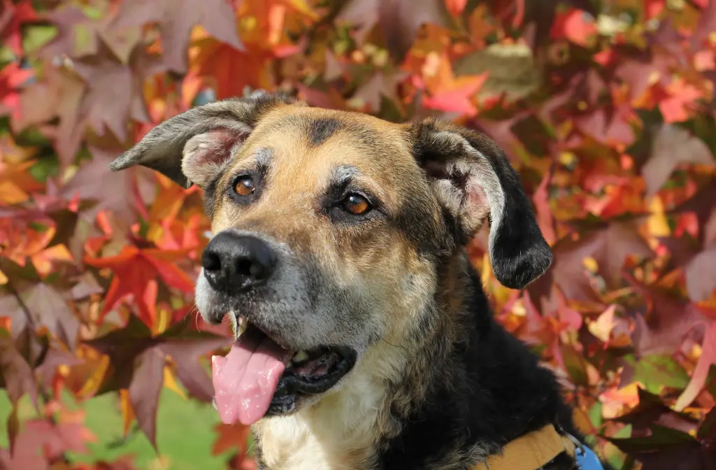 Condolence image of Cornelia Schönhardt