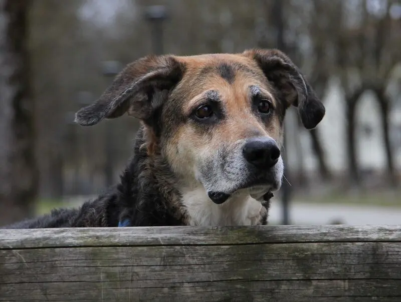 Condolence image of Cornelia Schönhardt