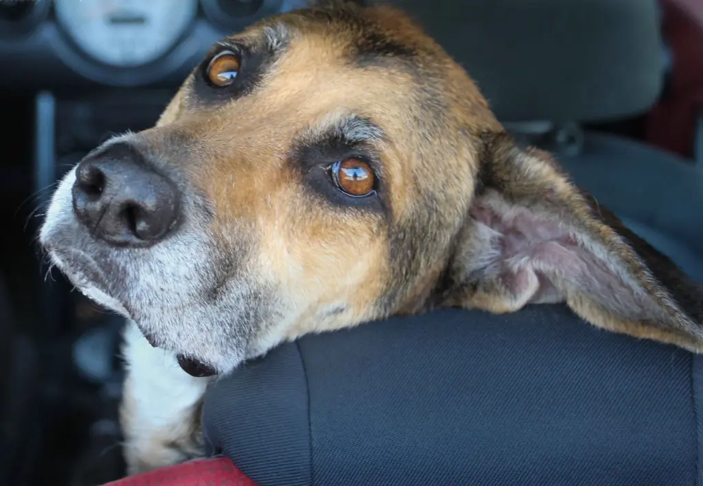 Condolence image of Cornelia Schönhardt