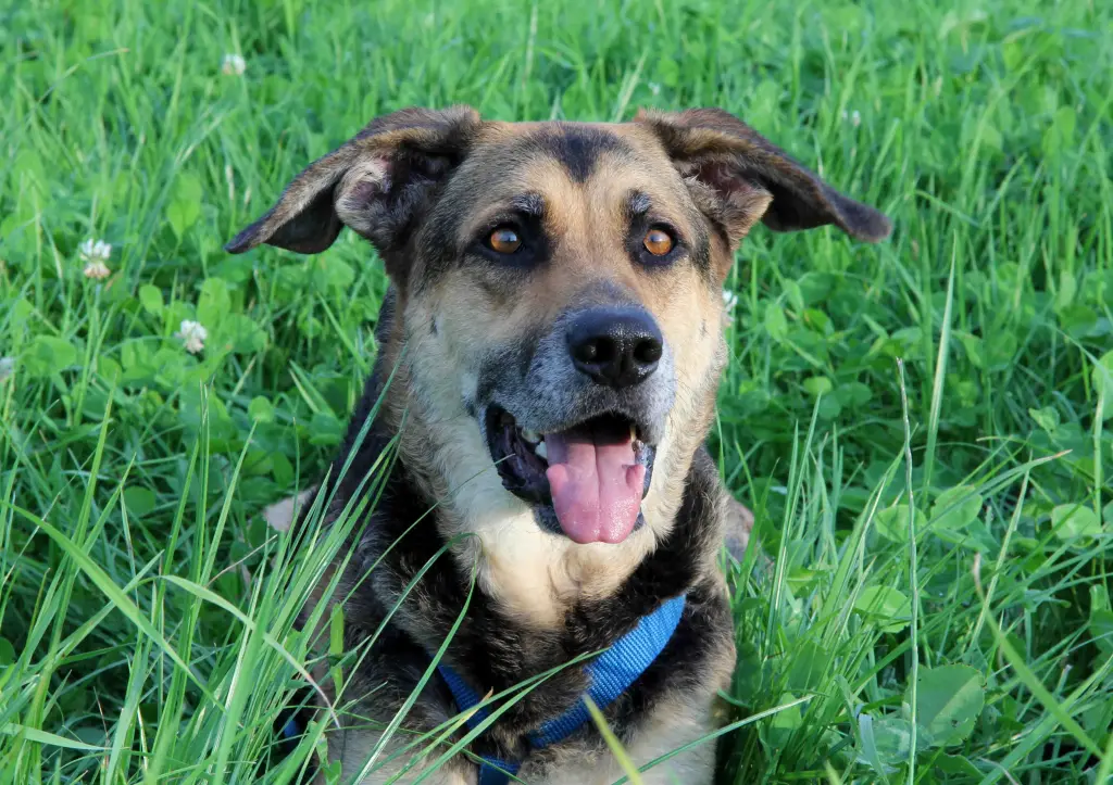 Condolence image of Cornelia Schönhardt