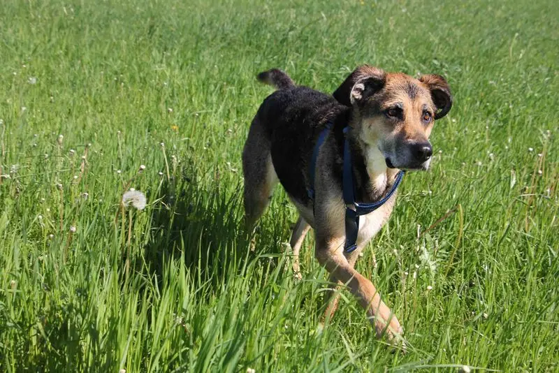 Condolence image of Cornelia Schönhardt