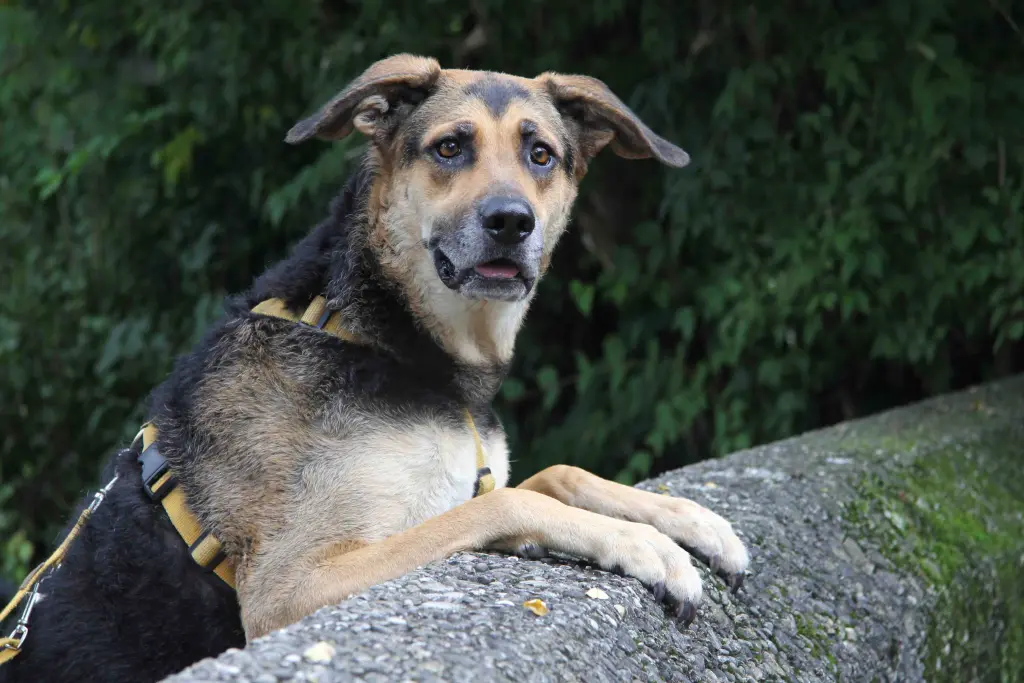 Condolence image of Cornelia Schönhardt