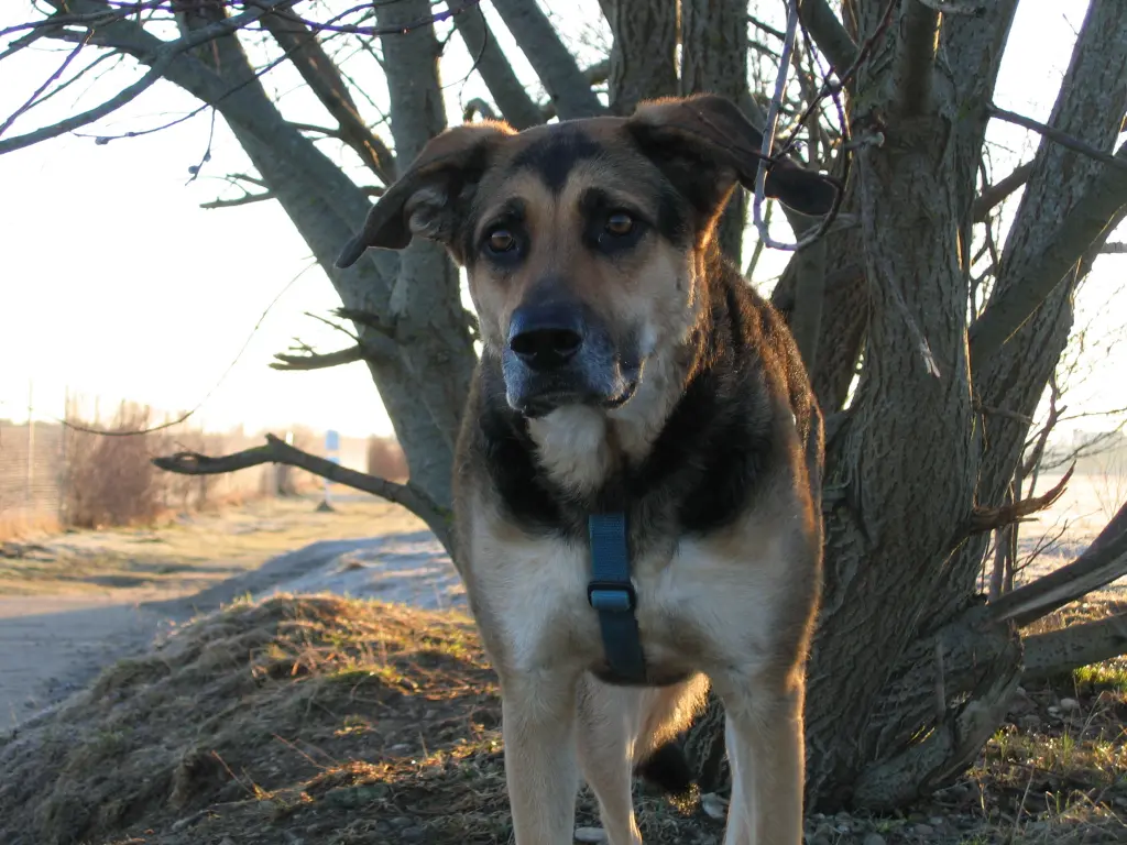 Condolence image of Cornelia Schönhardt