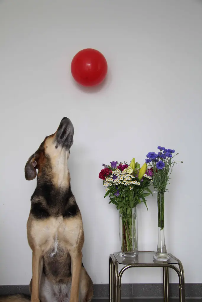 Condolence image of Cornelia Schönhardt