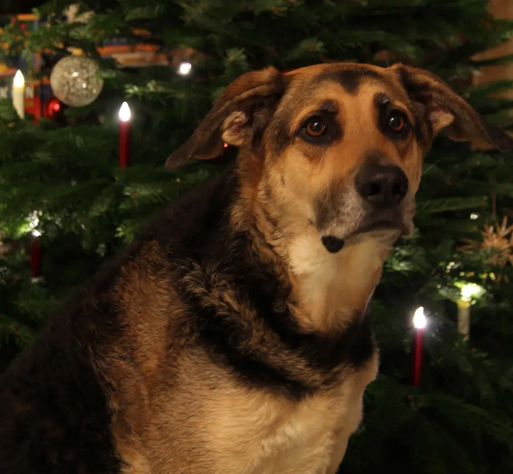 Condolence image of Cornelia Schönhardt