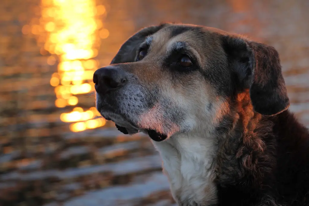 Condolence image of Cornelia Schönhardt