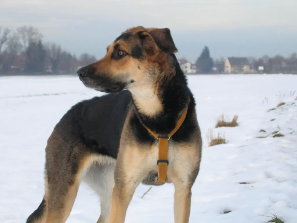 Condolence image of Cornelia Schönhardt
