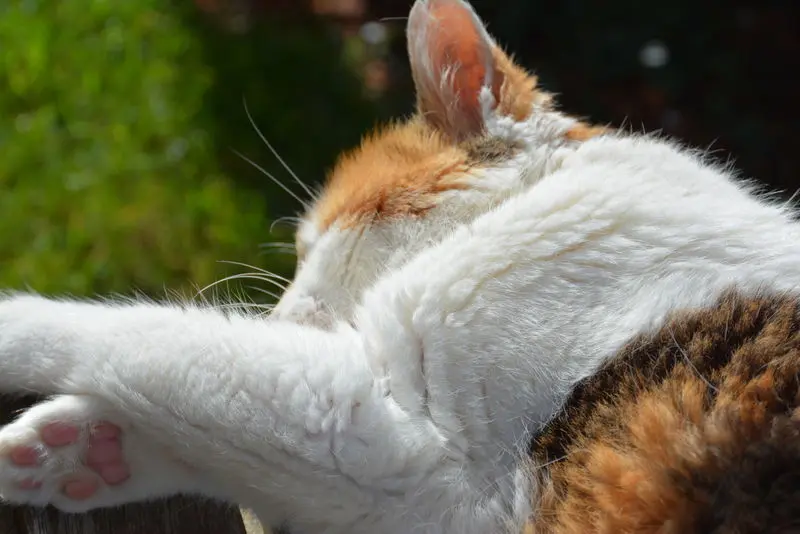 Condolence image of Sabine mit Mimmi im Herzen