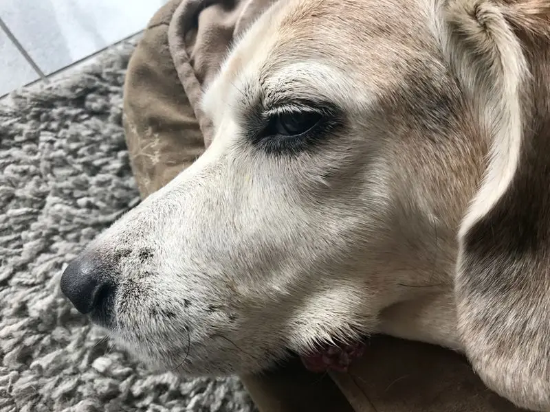 Image from Homer