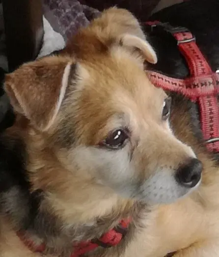 Andachtsbild von Andrea