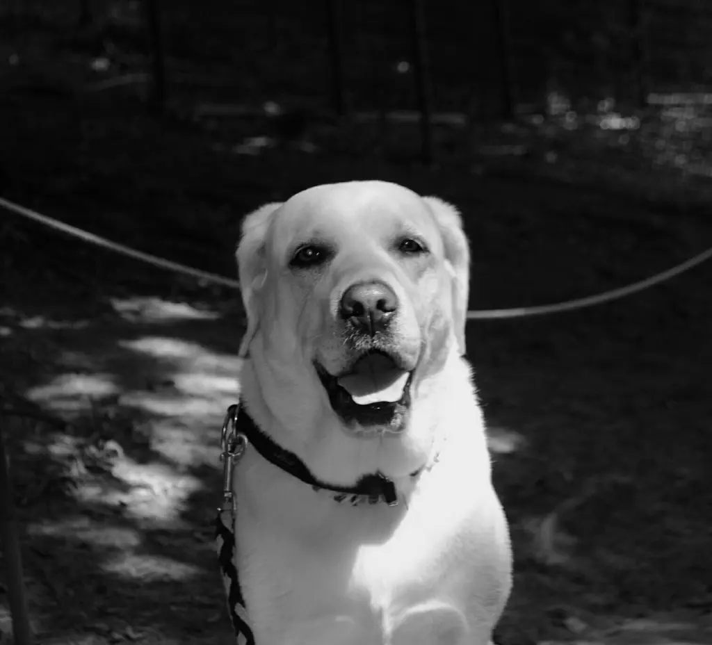 Andachtsbild von Frauchen