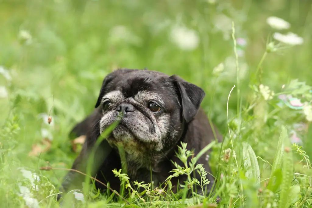 Andachtsbild von Cornelia mit Bruno & Barni im Herzen