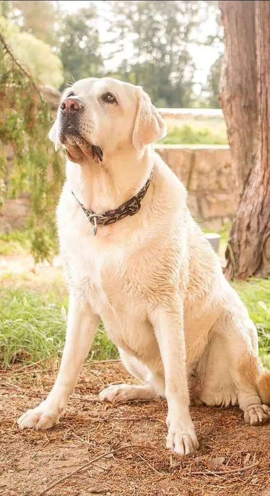 Andachtsbild von Frauchen