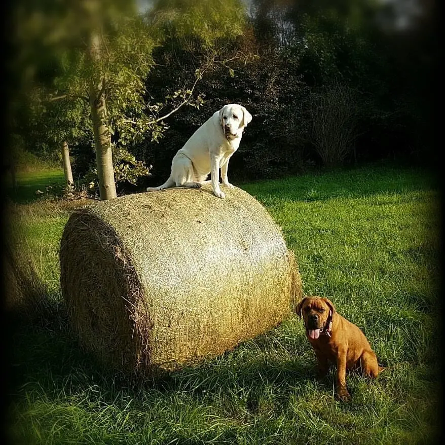 Andachtsbild von Dein Frauchen