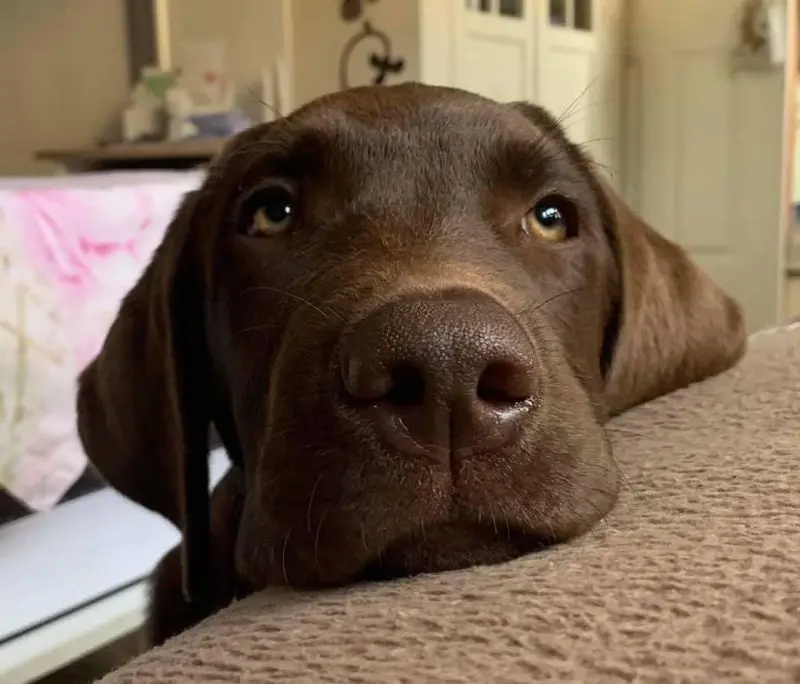 Andachtsbild von Dein Frauchen