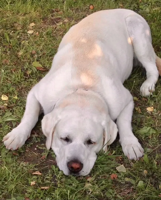 Andachtsbild von Dein Frauchen