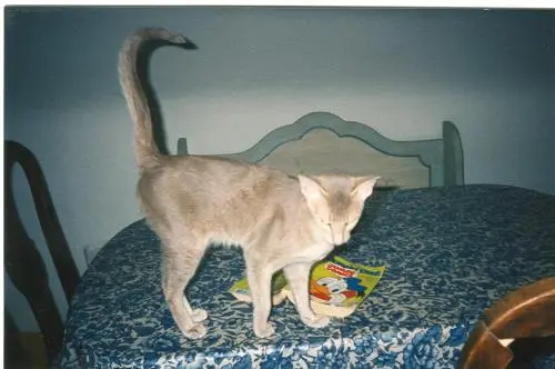 Image from Gizmo, genannt Kiki