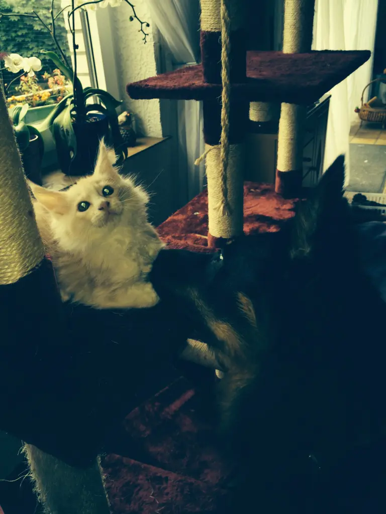 Bild von Dewey