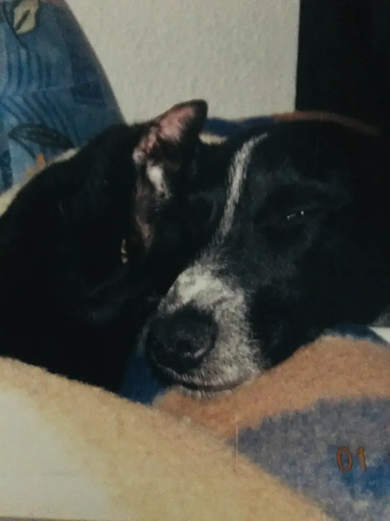 Condolence image of Sigi mit Karlo und Rusty im Herzen