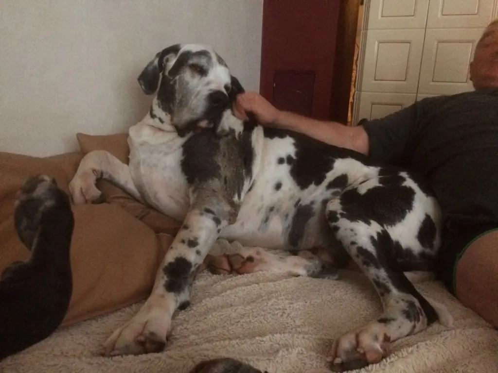 Condolence image of Esther mit Linu