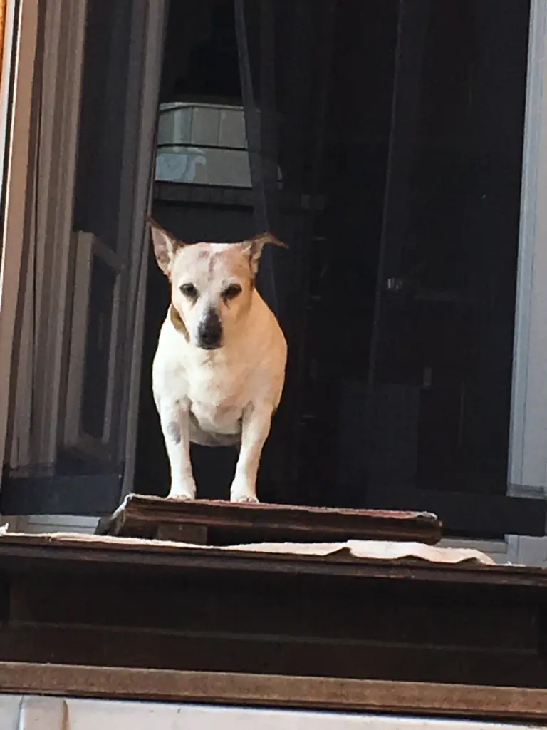 Image from Trixi