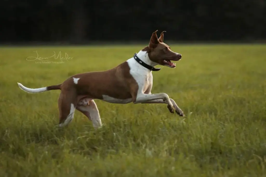 Bild von Scooby