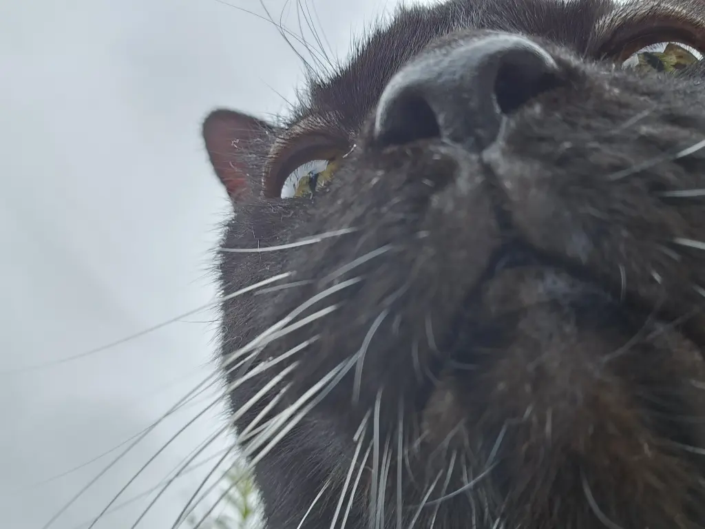 Andachtsbild von Sylvia und Henry