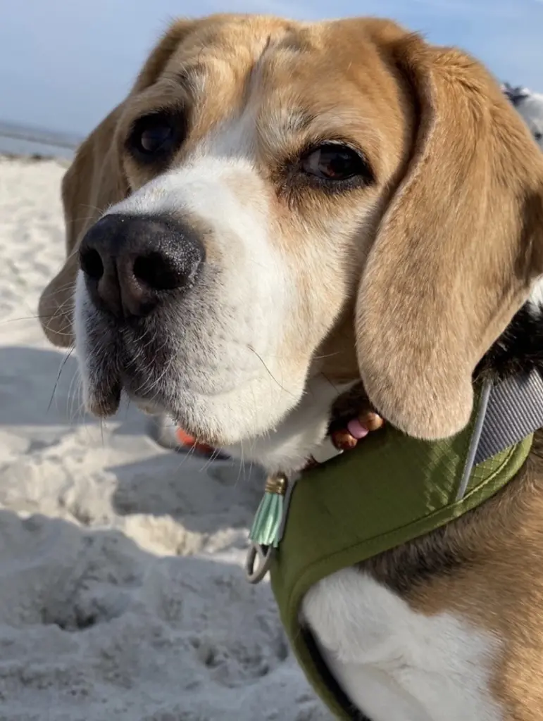 Andachtsbild von Wenke mit Lilli im Herzen ❤️