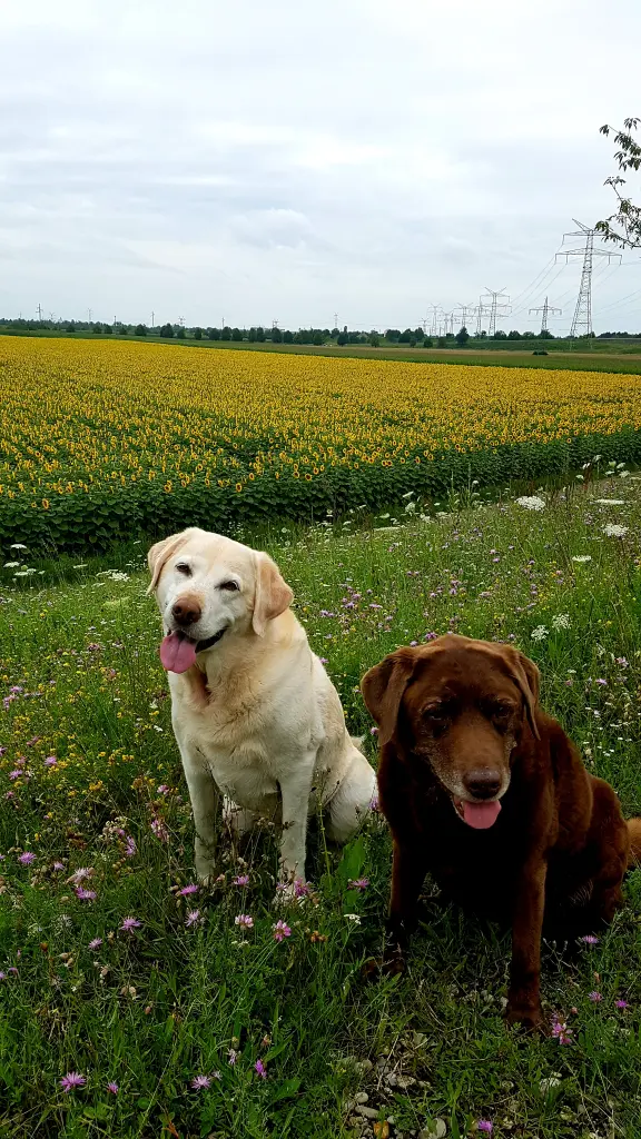 Andachtsbild von Elisabeth